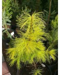 Pinus strobus ’Pacific Sunrise’